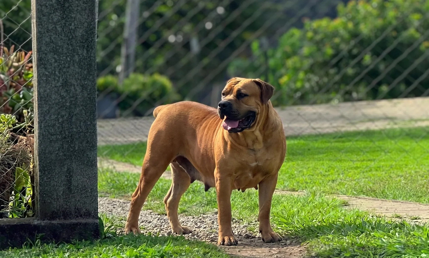 Boerboel no Brasil — guia completo de compra do filhote Boerboel sul-africano adulto do Canil Terra Brasa em pé sobre gramado