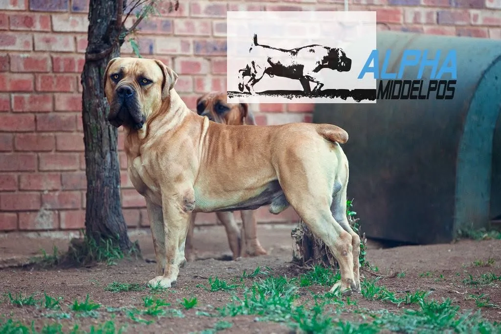 Middelpos Alpha — padrão sul-africano de estrutura Middelpos Alpha, Boerboel sul-africano referência de estrutura e volume ósseo