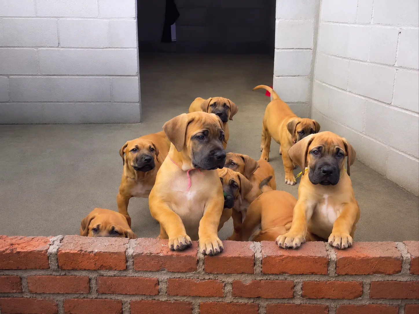 Filhotes Boerboel Terra Brasa