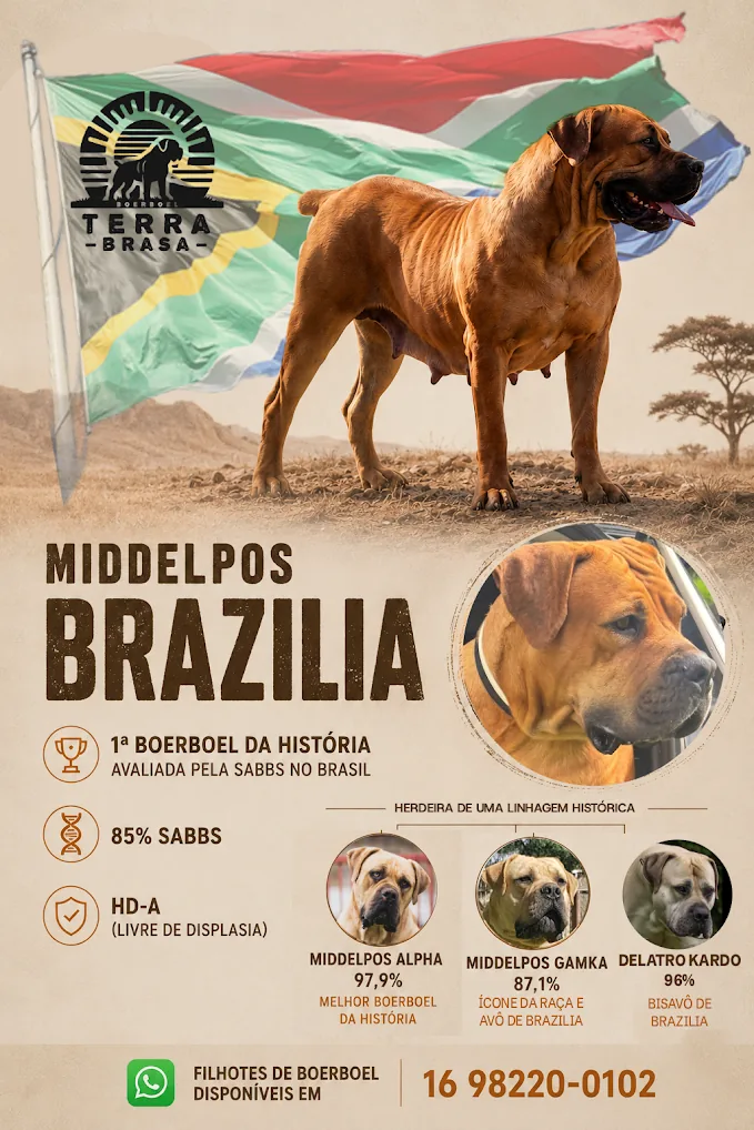 Middelpos Brazilia — 85% SABBS, HD-A e linhagem histórica Infográfico da Middelpos Brazilia: 85% SABBS, HD-A e linhagem Middelpos