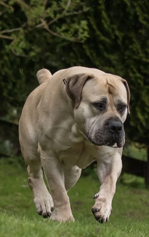 Delatro Kardo — exemplo do padrão físico do Boerboel Delatro Kardo — exemplo do padrão físico do Boerboel
