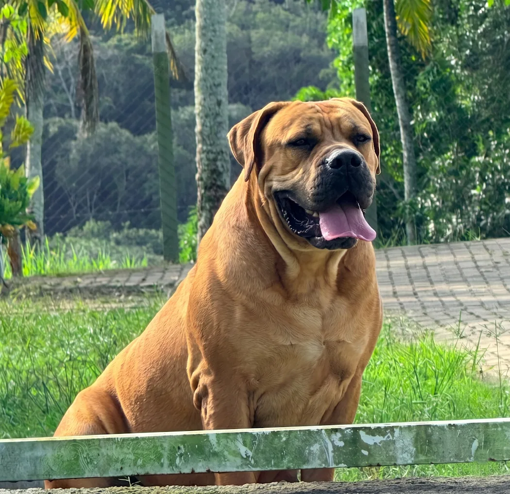 Temperamento equilibrado do Boerboel sul-africano Boerboel adulto do Canil Terra Brasa sentado em área externa arborizada