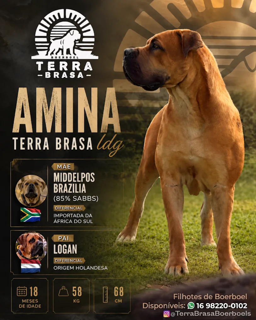 Filhote Boerboel Terra Brasa — temperamento equilibrado em família Filhote Boerboel Terra Brasa — temperamento equilibrado em família