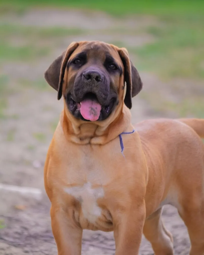 Boerboel e convivência familiar — socialização desde filhote Filhote de Boerboel Terra Brasa brincando em área externa gramada