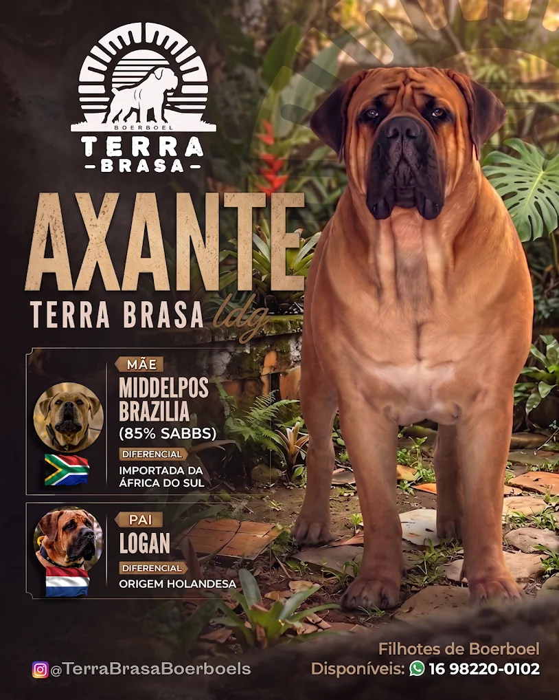 Axante Terra Brasa — produto de linhagem sul-africana e holandesa Axante Terra Brasa, macho Boerboel filho de Middelpos Brazilia com o holandês Logan